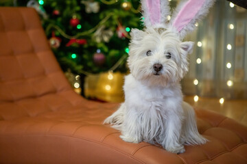 White terrier dog with rabbit ears at home on the background of a Christmas tree a new year rabbit