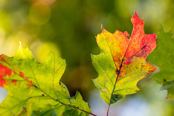maple leaves background