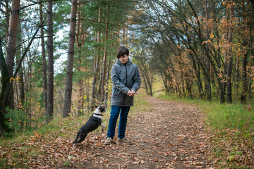Naklejka na ściany i meble A happy and joyful boy walks with his buddy, a Boston terrier puppy, in a beautiful golden autumn forest. A child plays and has fun with a dog while walking outdoors in nature. Friends since childhood