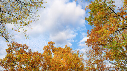 Bright yellow trees at autumn park under cloudy sky