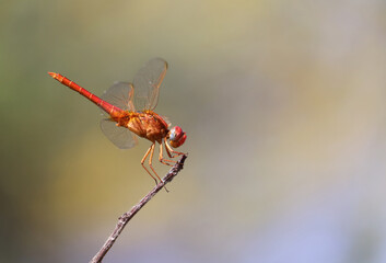 Red dragonfly insect near river Nile 