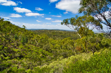 Obraz premium Open eucalyptus forest in the south of the Flinders Ranges, near Quorn and the Dutchman’s Stern, South Australia 
