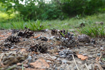 Pine or spruce cones lie on old dried up foliage and on pine needles. close-up. Forest path in a coniferous forest. Green trees in the background. The theme of ecology and forest conservation