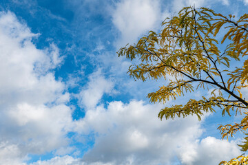 American glieditsche with autumn leaves in front of a blue sky with clouds