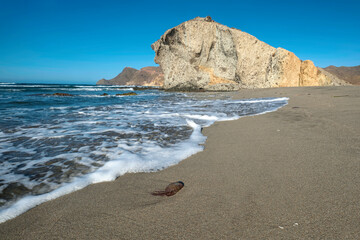 Jellyfish on the sand of a beach