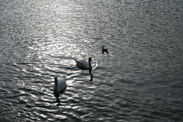 swans in the lake Constance in Austria