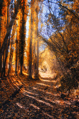 Autumn colors. Path in the autumn forest. Autumn. Red and orange leaves on the ground. Mystic walk