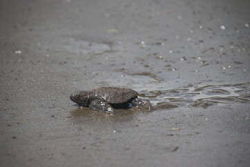 Baby Oliver Ridley Turtle Making its way back to the Ocean in Costa Rica