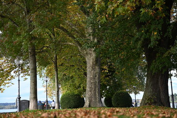 Naklejka premium autumn in the park