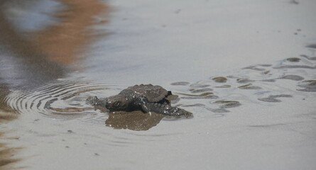 Baby Oliver Ridley Turtle Making its way back to the Ocean in Costa Rica