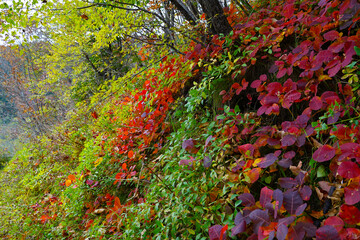A forest glade overgrown with autumn bushes of colorful leaves