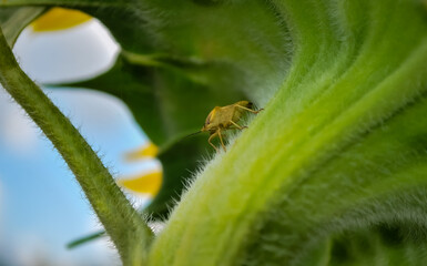 worm, leaf, 