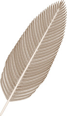 Bird Feather (brown). 