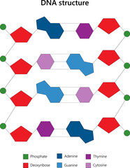 DNA structure. Ladder configuration. 