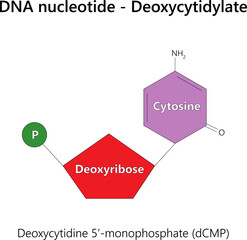 DNA nucleotide (deoxyribonucleotide) - Deoxycytidylate.