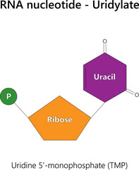 RNA nucleotide (ribonucleotide) - Uridylate. 