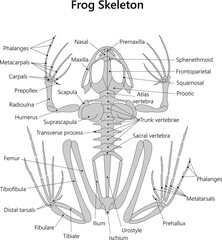 Frog Skeleton (dorsal view). 