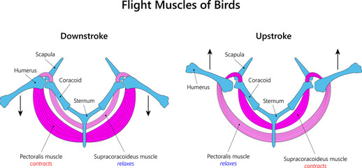 Bird Flight Muscles.