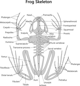 Frog Skeleton (dorsal view). 