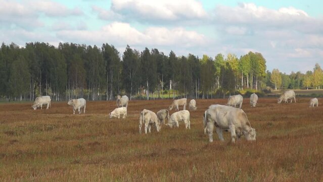 White beef cows graze in a green meadow. White meat cows graze in the meadow.