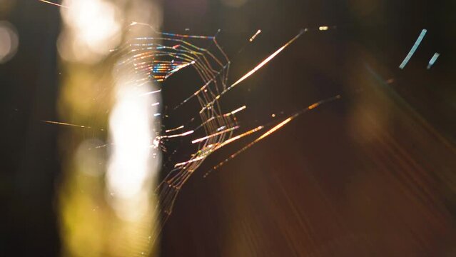 Spider web in sunlight. Sunlight shines on the spider web