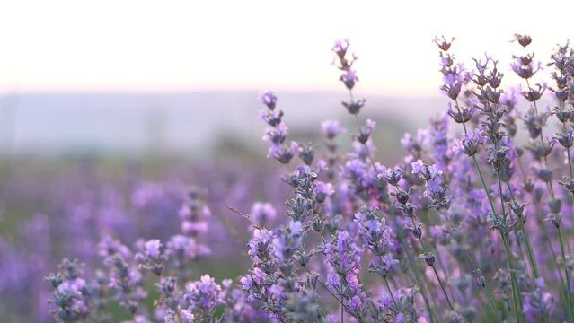 Beautiful blooming purple lavender flowers