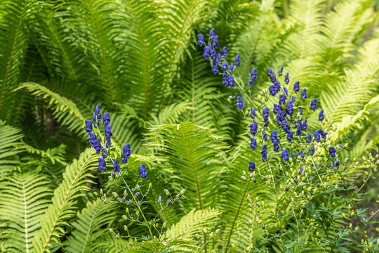 Tojad (Aconite, Aconitum)