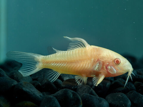 Albino bronze Cory. Corydoras aeneus     