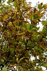 Jesienne, brązowe i zielone liście dębu