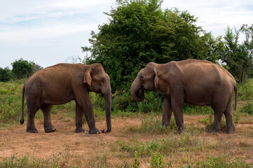 Asian elephants or elephas maximus in wild jungle