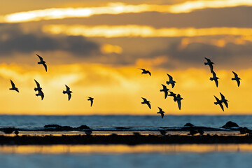 A group of small waders or shore birds flying along the Baltic sea in Germany.