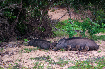 Naklejka premium Indian boar or Sus scrofa cristatus with piglets