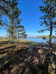 pine tree on the shore