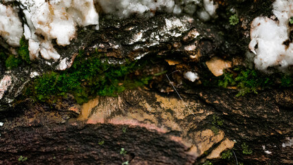 Obraz premium moss on tree