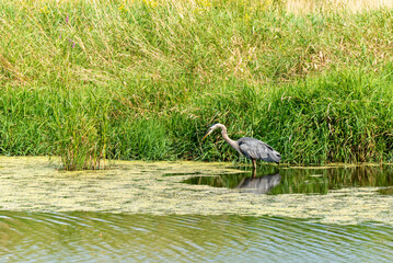 A Great Blue Heron Fishing On The River
