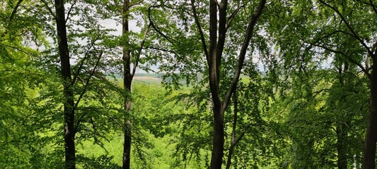 Blick durch die Bäume