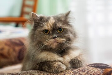 Close-up of a cat face sitting on a sofa in room interior.