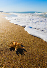 Vertical seascape. The sea star lies on the seashore. Selective focus on the starfish.