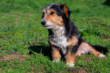 Cute tricolor farm dog rests on grass outdoors