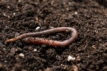 Big beautiful earthworm in the black soil, close-up.