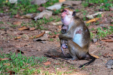 Sri-Lankan toque macaque or Macaca sinica in wild