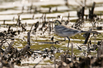 Close-up of white wagtail or Motacilla alba