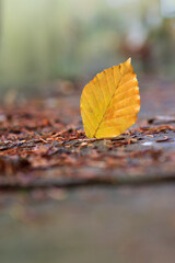 Close-up of a yellow leaf in the bright rays of the autumn sun