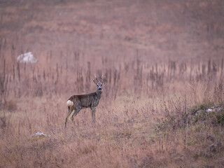 white deer