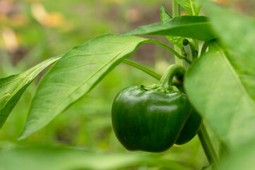 Green Bell Pepper Growing in Garden