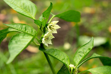 bell pepper plant and flowers
