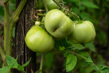 Lush Green Tomato Vines with Developing Fruit