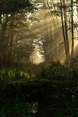 Obraz premium morning in the forest