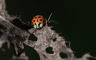 a small Asian ladybug sits on a dry plant in autumn, against a green background in nature.