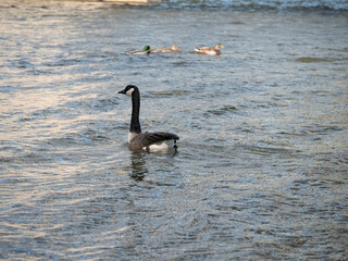 two swans on the lake